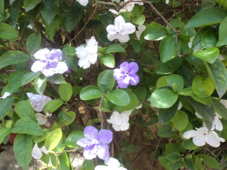 Brunfelsia uniflora
